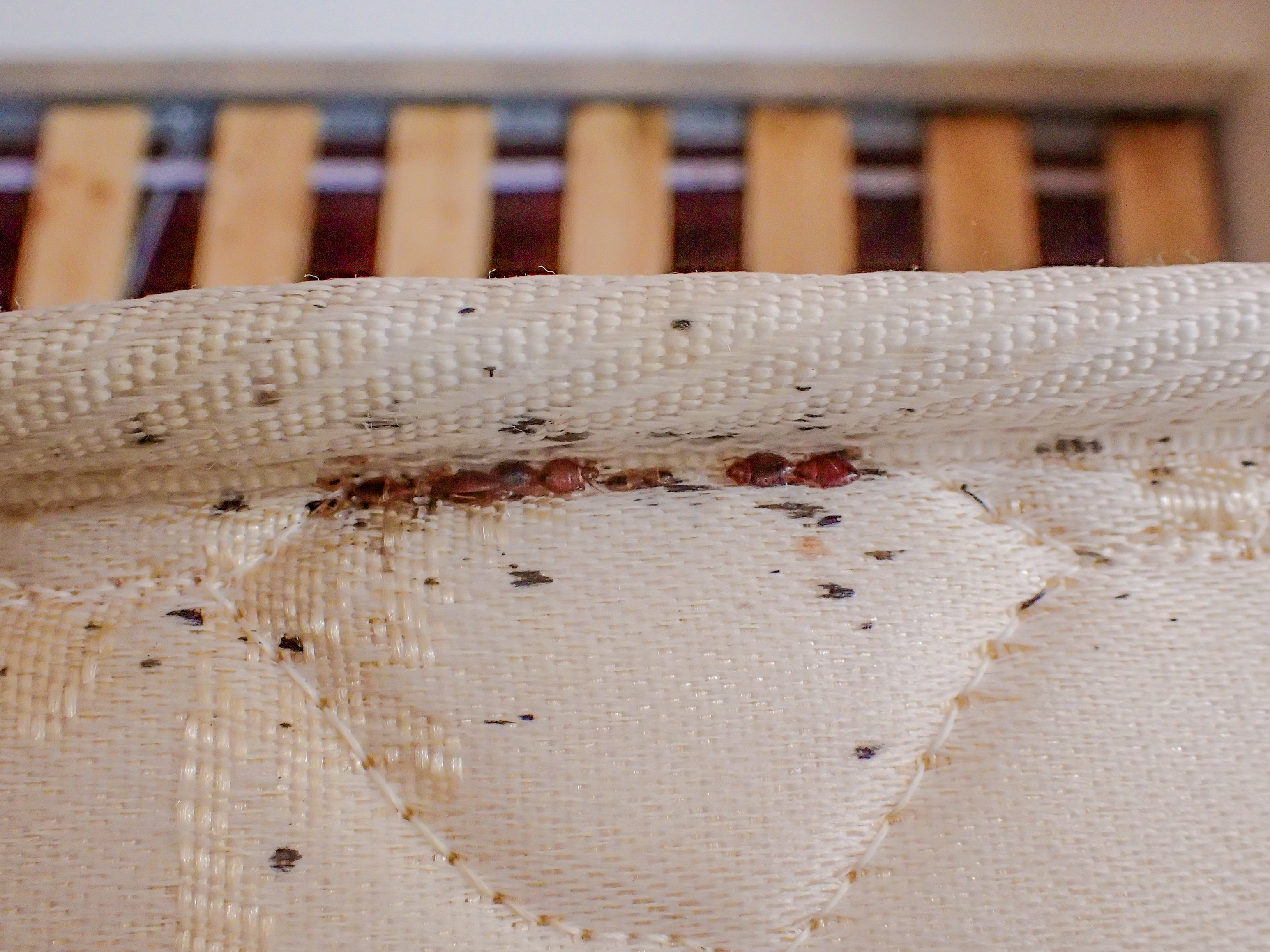 bed bug stains from inside mattress encasement